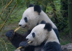 pandas couple